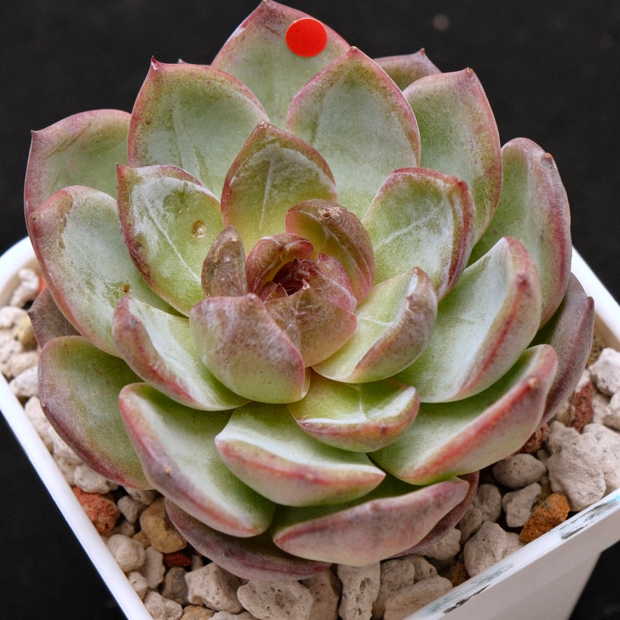 Big Echeveria Cherry Frappe Korean Succulent Plant