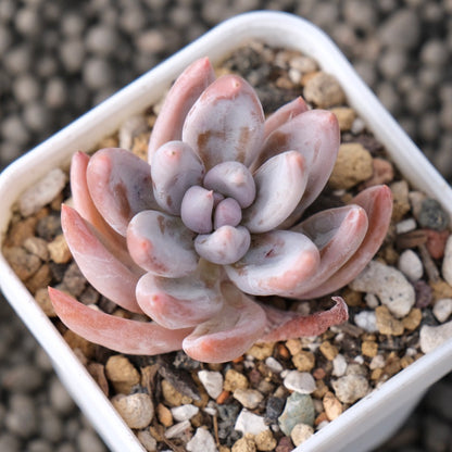 Pachyveria Mary Angela Korean Succulent Plant New Hybrid