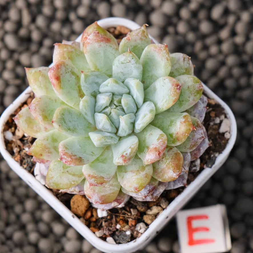 Echeveria Snow Peak Korean Succulent Plant New Changhee Hybrid