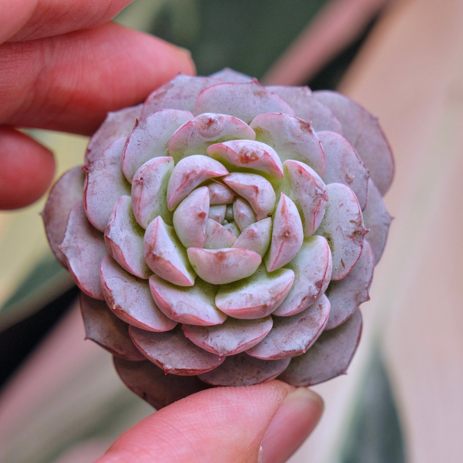 Echeveria Purple Rain Korean Succulent Plant *New*