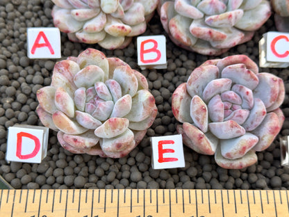 Monstrose Echeveria Monroe Imported Succulent Plant