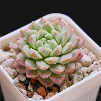 Echeveria hybrid Imported Succulent Plant *New*