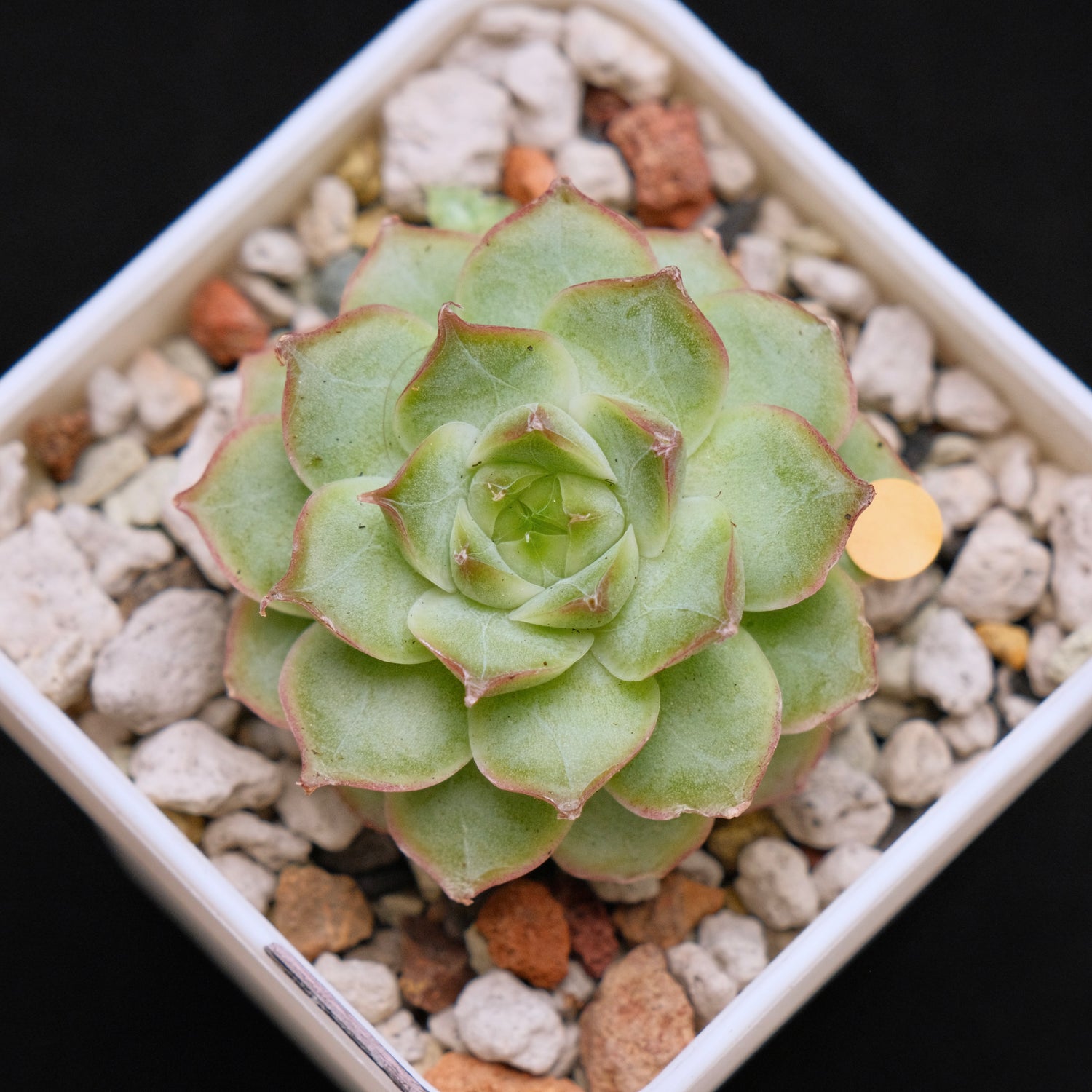 Echeveria Malgan hybrid Imported Succulent Plant *New* 美妮杂