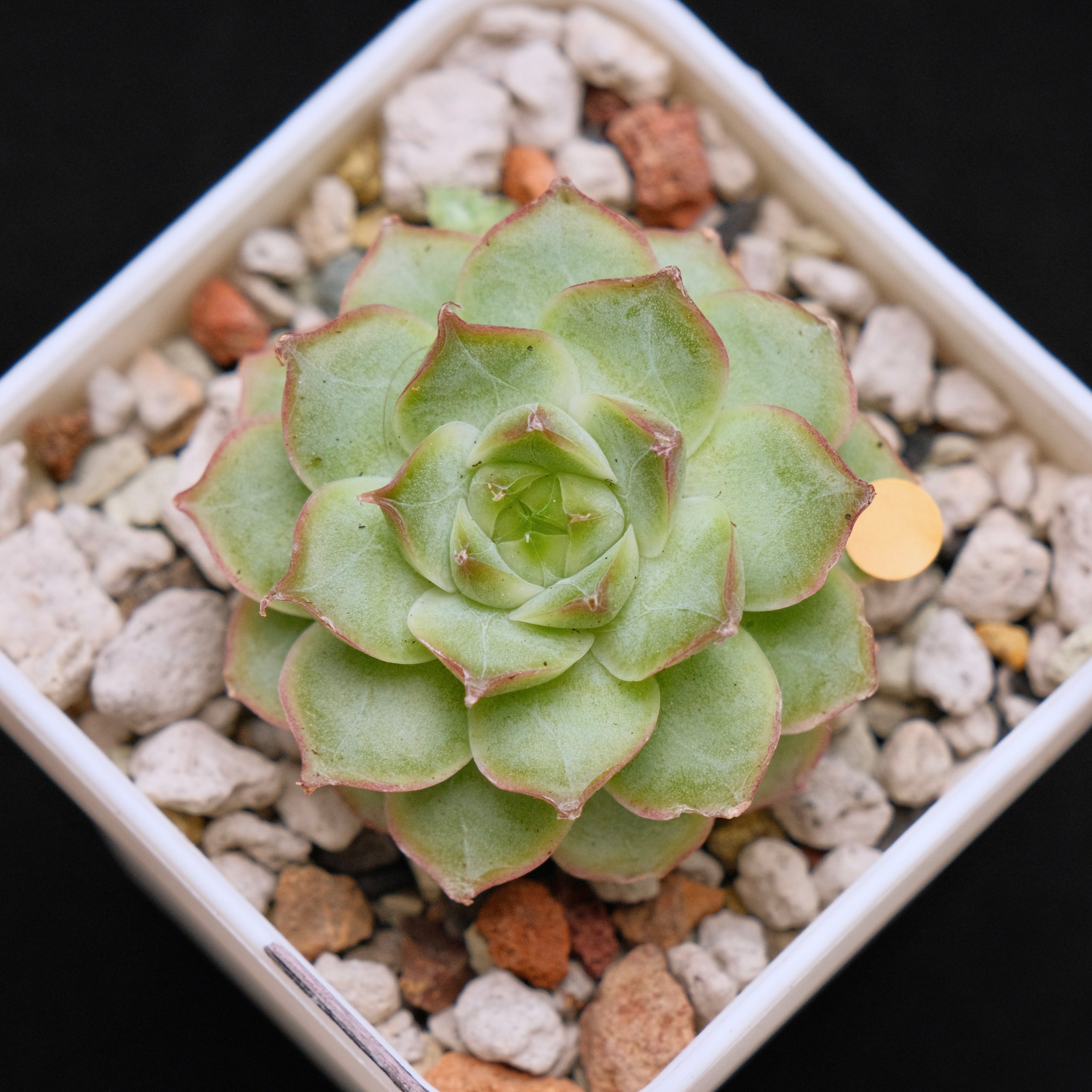 Echeveria Malgan hybrid Imported Succulent Plant *New* 美妮杂