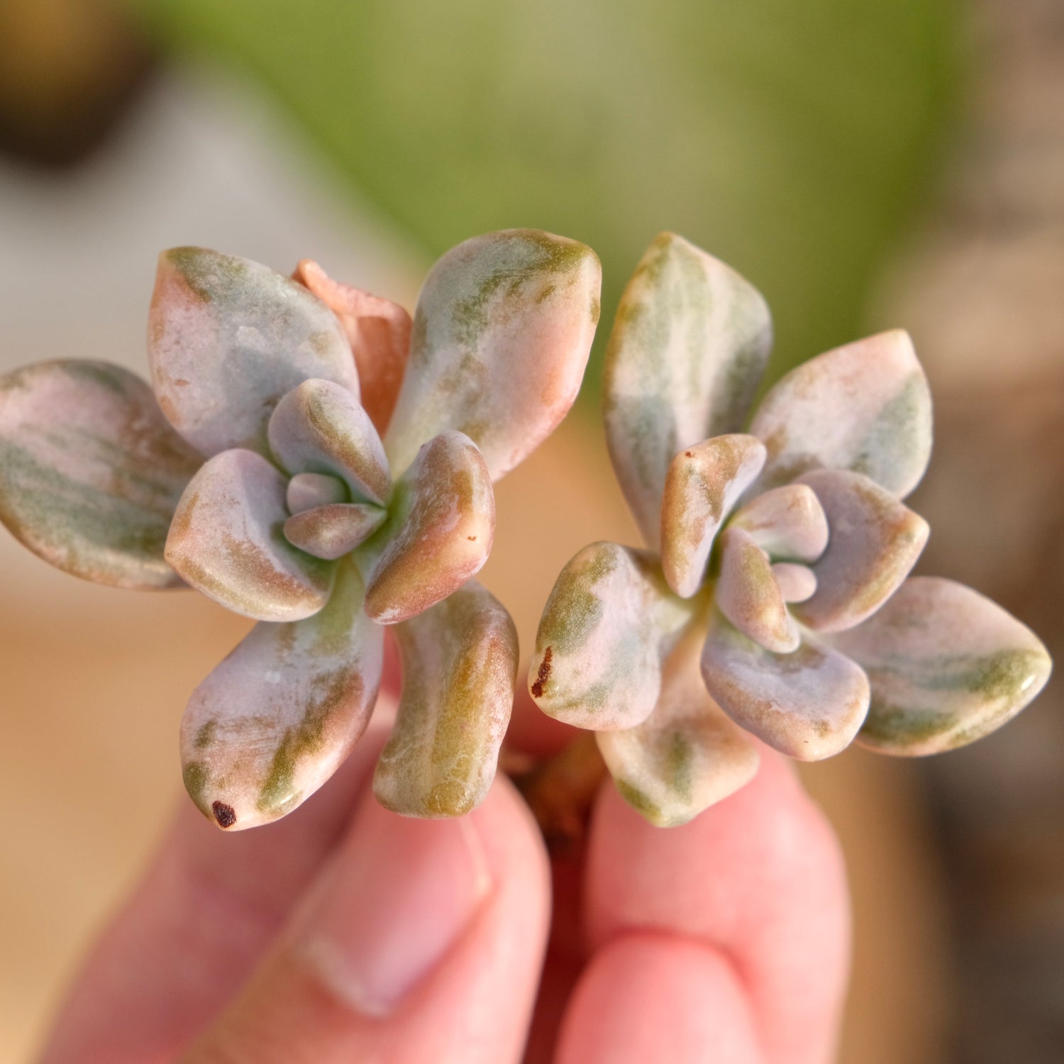 Var Graptophytum Supreme Korean Succulent Plant