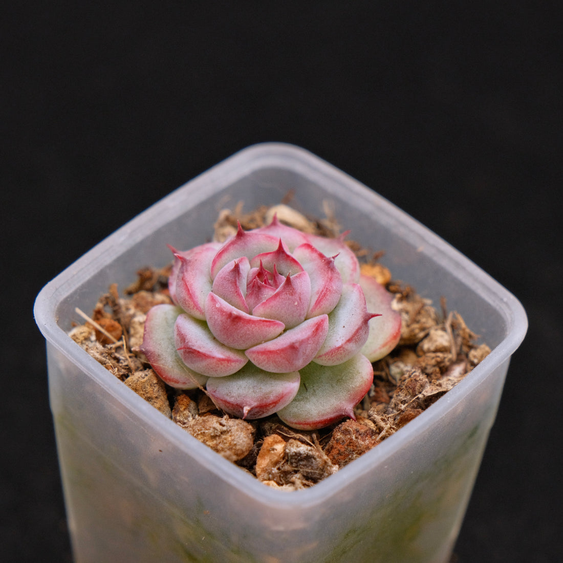 Echeveria Marcel baby Korean Succulent Plant