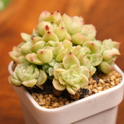 Echeveria Etrial Korean Succulent Plant