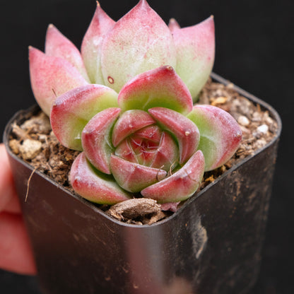 *New* Echeveria Pink Champagne x colorata E Korean Imported Succulent Plant