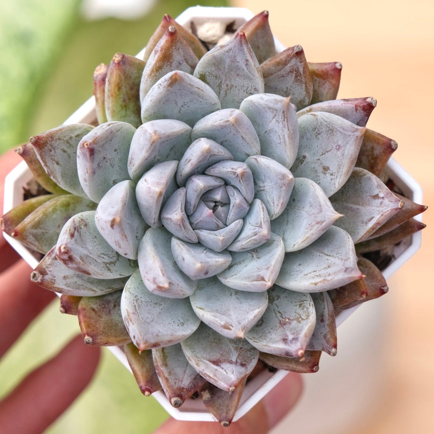 Big Echeveria Moire Korean Succulent Plant Changhee hybrid