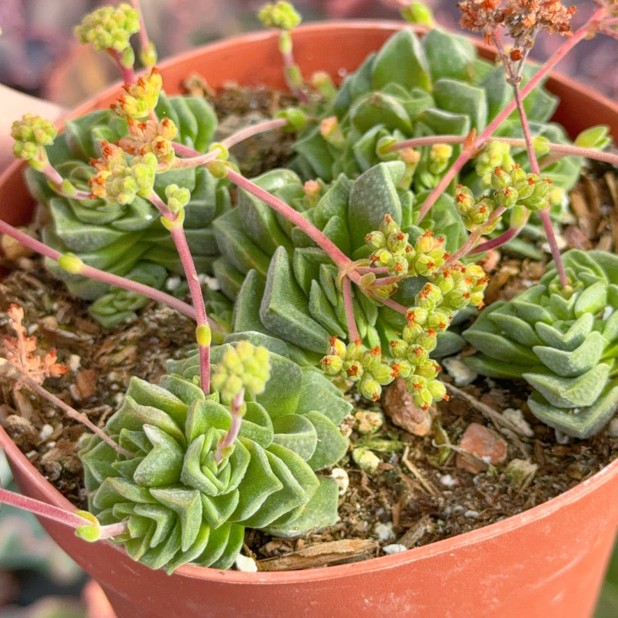 Crassula Dorothy Succulent Plant