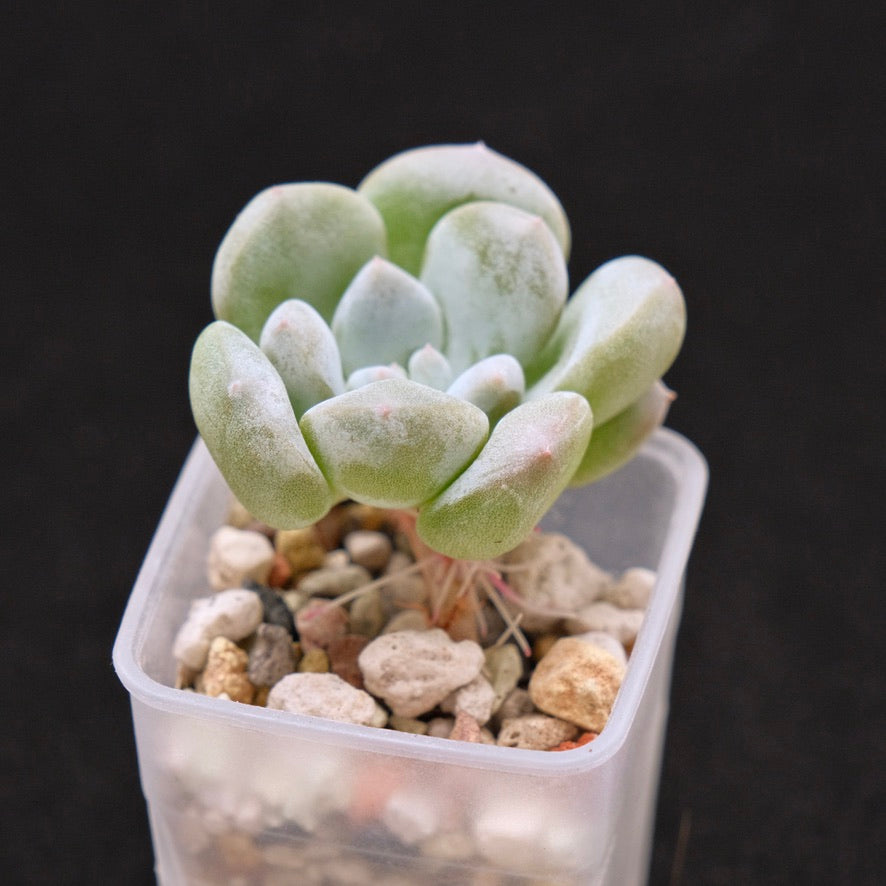 Pachyveria Gold Candy baby Korean Succulent Plant *New*