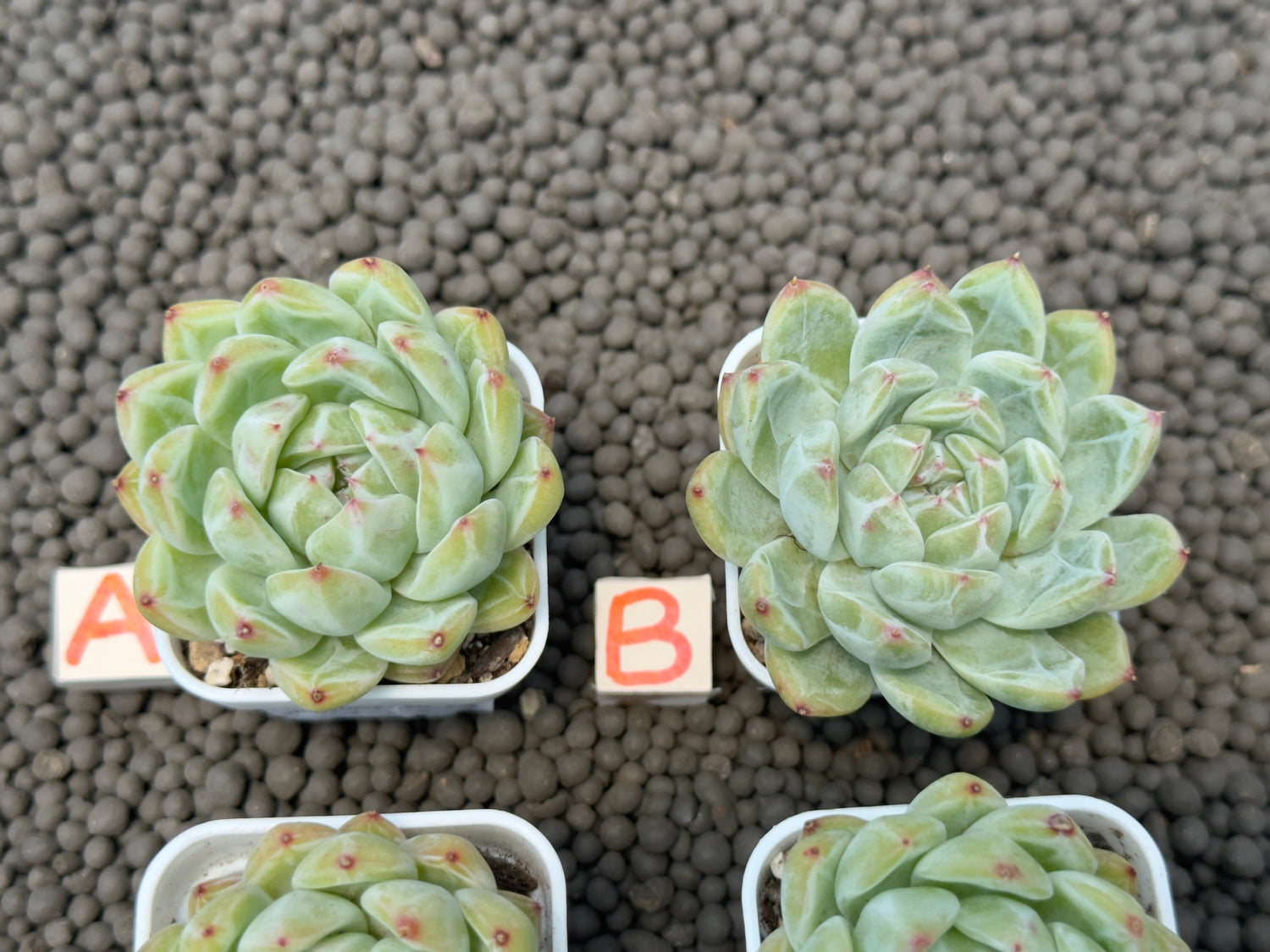 Echeveria Snowflake Jelly Korean Succulent Plant