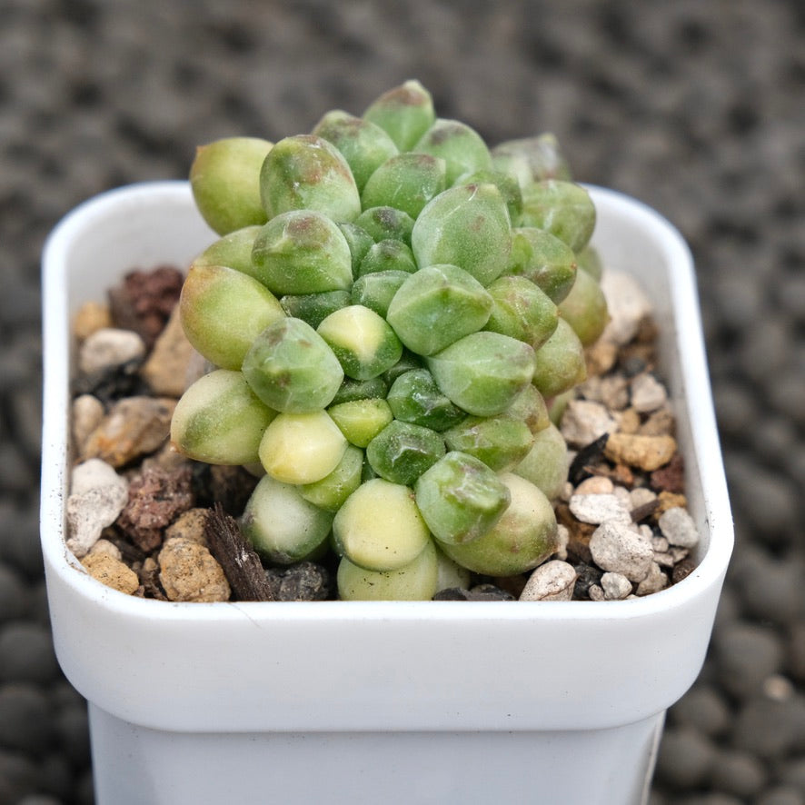 Crested Variegated Pachyphytum compactum Imported Succulent Plant