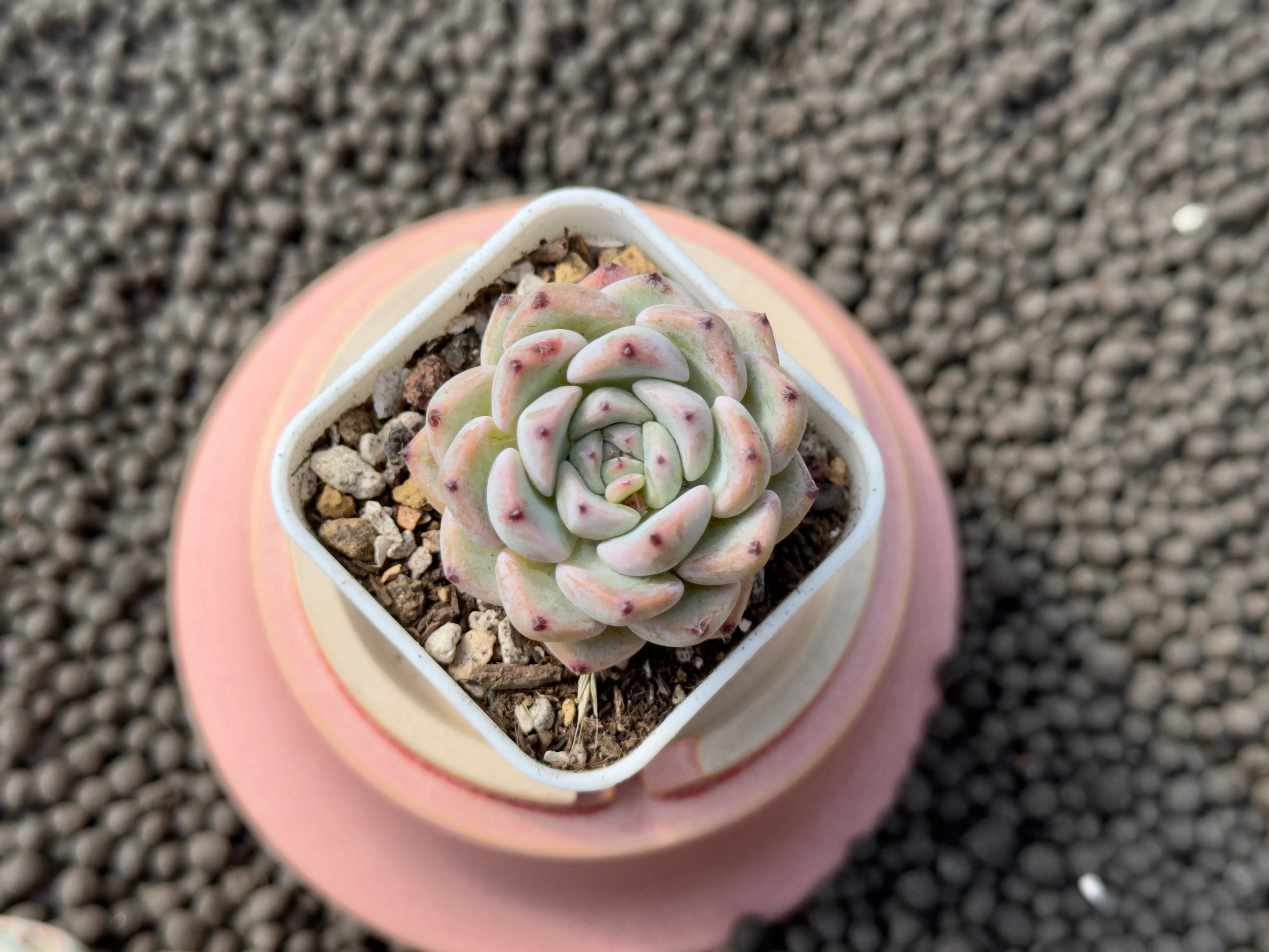 Echeveria Sunsu Korean Succulent Plant Hwaga hybrid