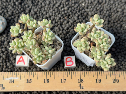 Variegated Echeveria Sedoides Imported Succulent Plant