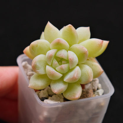 Echeveria hybrid imported Succulent Plant 溏心杂