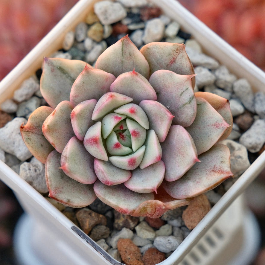 Variegated Echeveria Ben Badis Korean Succulent Plant