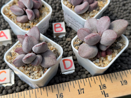 Adromischus &