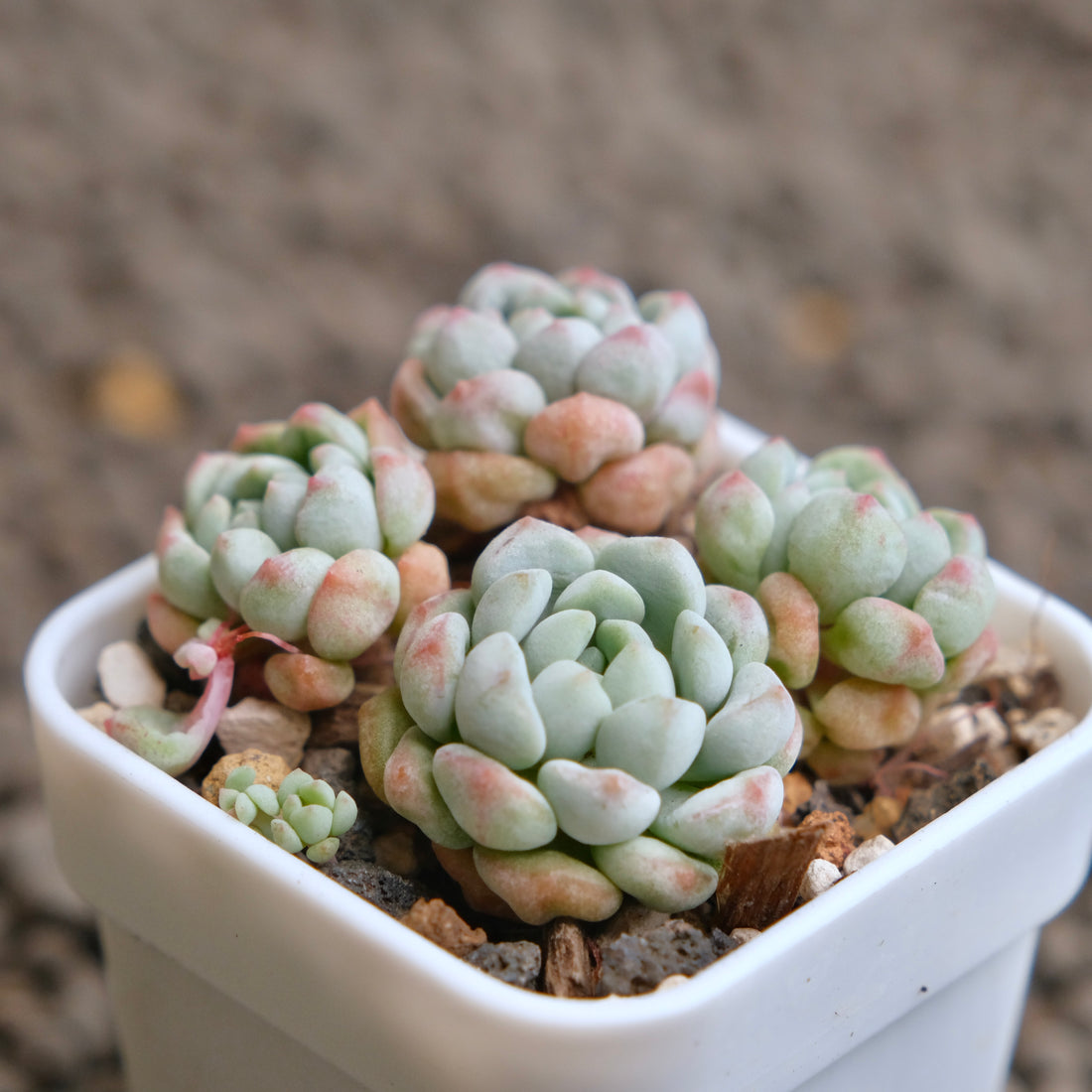 Graptosedum Beetle Imported Succulent Plant