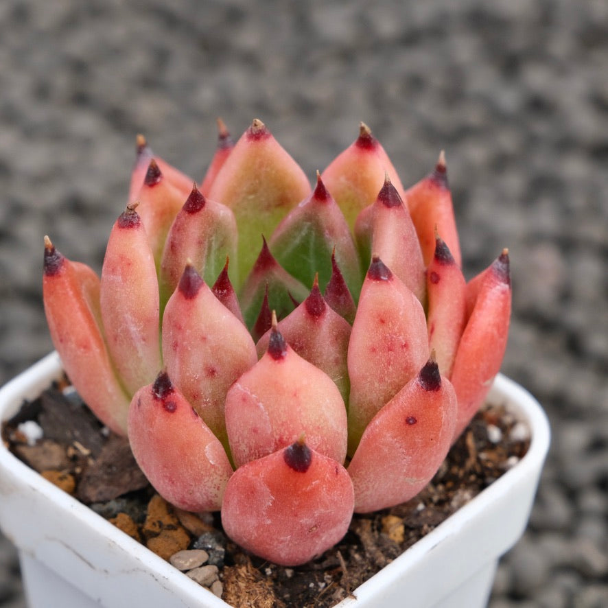 Echeveria Vanguard Korean Succulent Plant Hwaga Hybrid