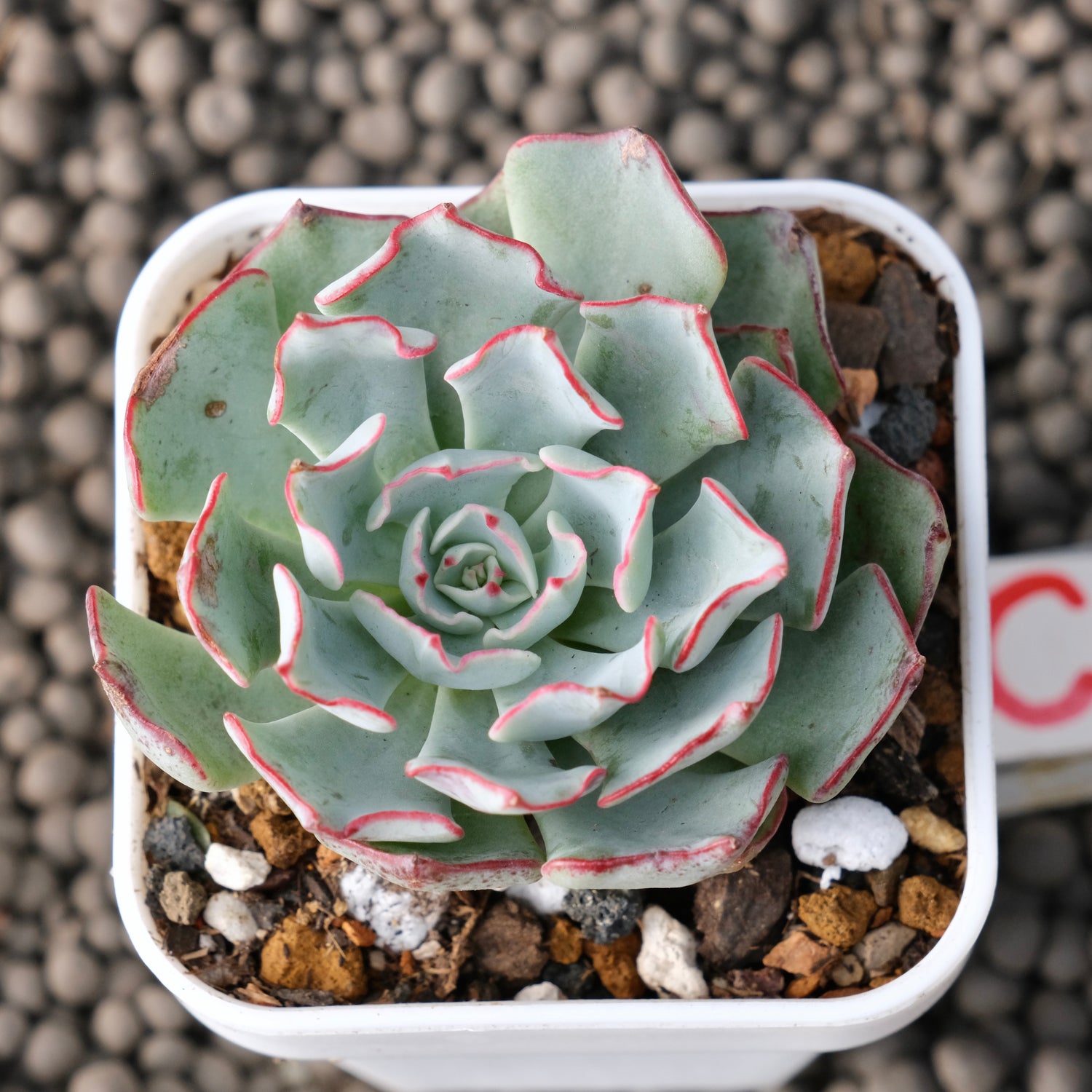 Echeveria Strictiflora Korean Succulent Plant