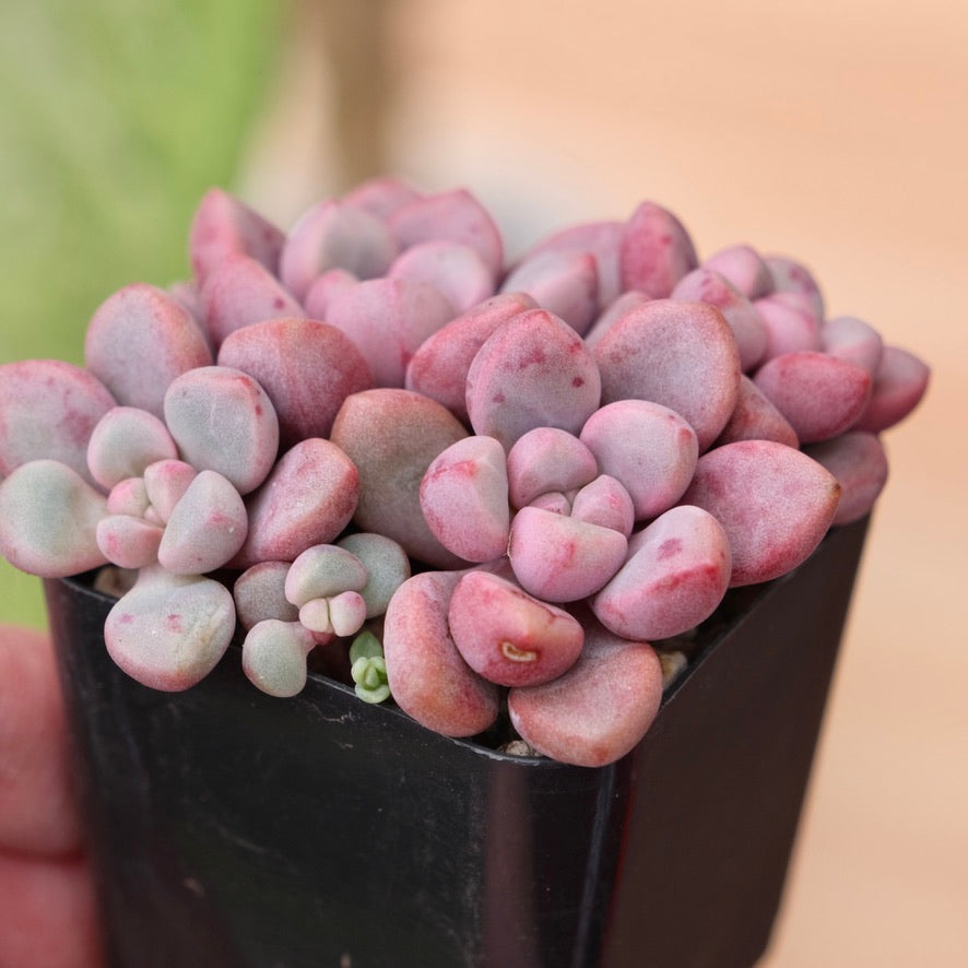 Graptopetalum Polari Heart Korean Succulent Plant