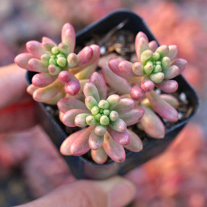 Variegated Sedum Aurora Succulent Plant