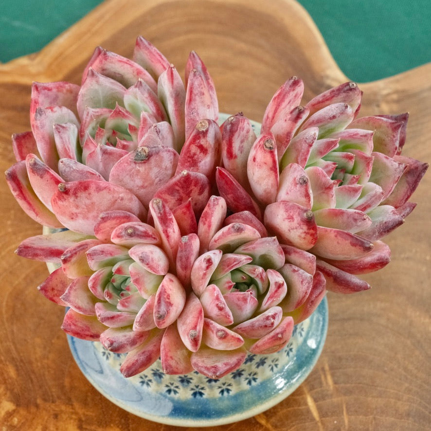 Big Echeveria Ratam cluster Imported Succulent Plant