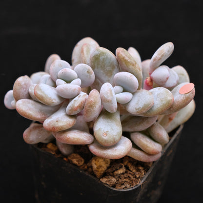 Graptoveria Lala Crest Korean Succulent Plant