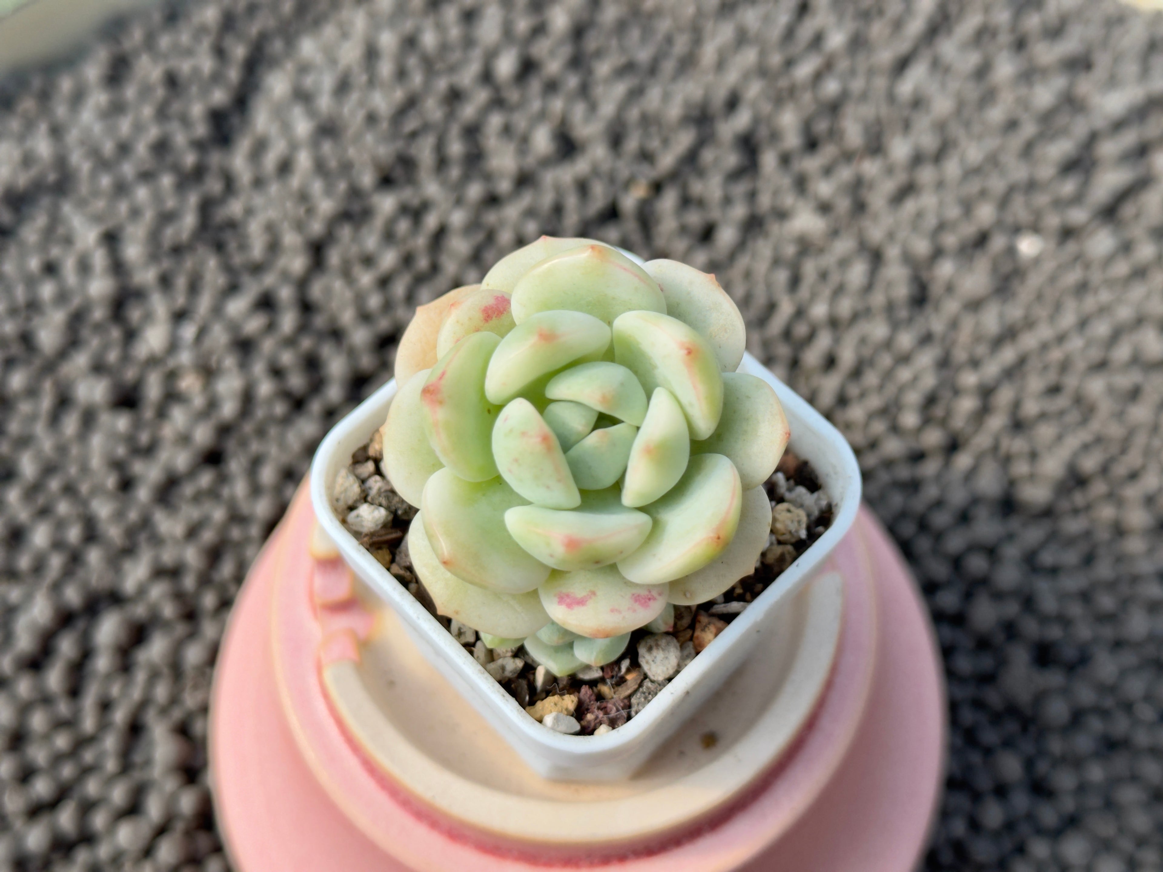 Variegated Sedeveria Pudgy Korean Succulent Plant