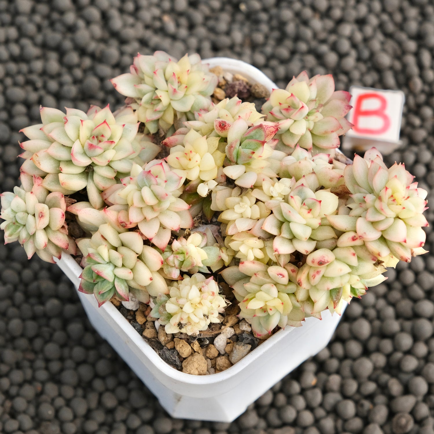 Variegated Echeveria Mebina Imported Succulent Plant