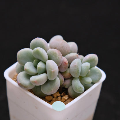 Graptoveria Omega Queen Korean Succulent Plant