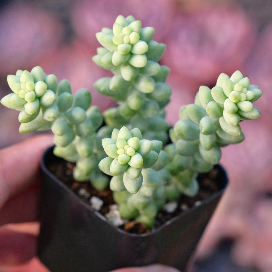 Sedum Burrito Succulent Plant