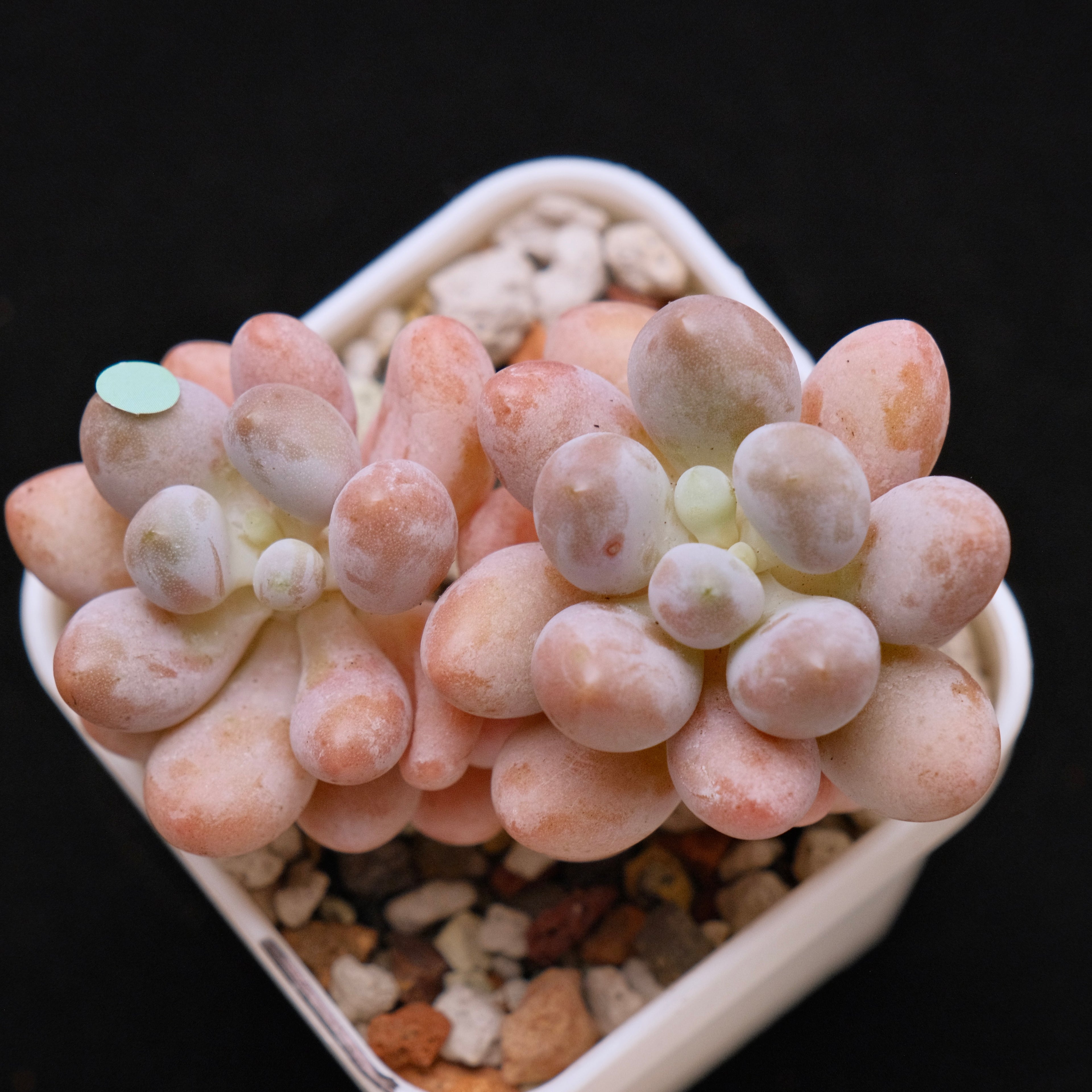 Pachyphytum Sweet Dumpling &quot;Tang Yuan&quot; Imported Succulent Plant *New* 汤圆