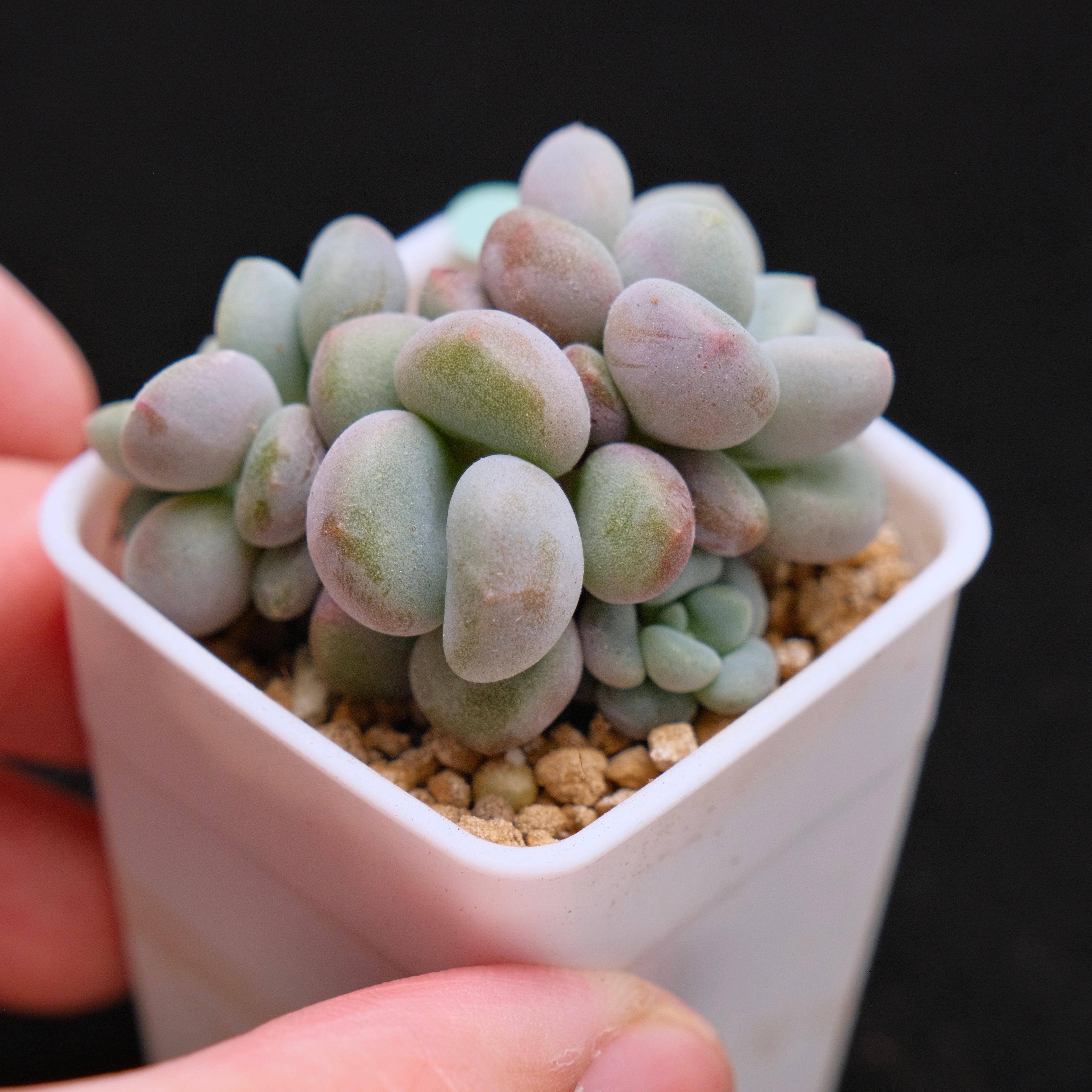 Graptoveria Omega Queen Korean Succulent Plant