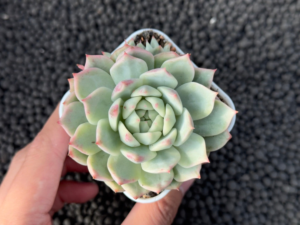 Variegated Echeveria Tippy Korean Succulent Plant