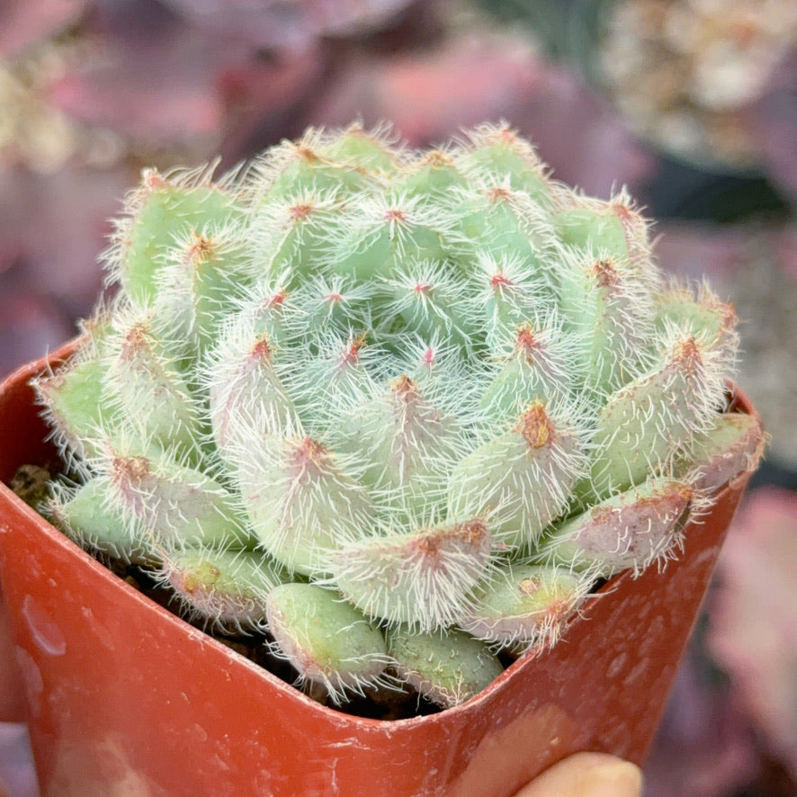 Echeveria Setosa Succulent Plant