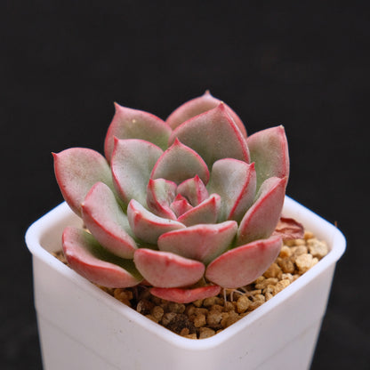 Graptoveria Aaron Korean Succulent Plant Changhee hybrid