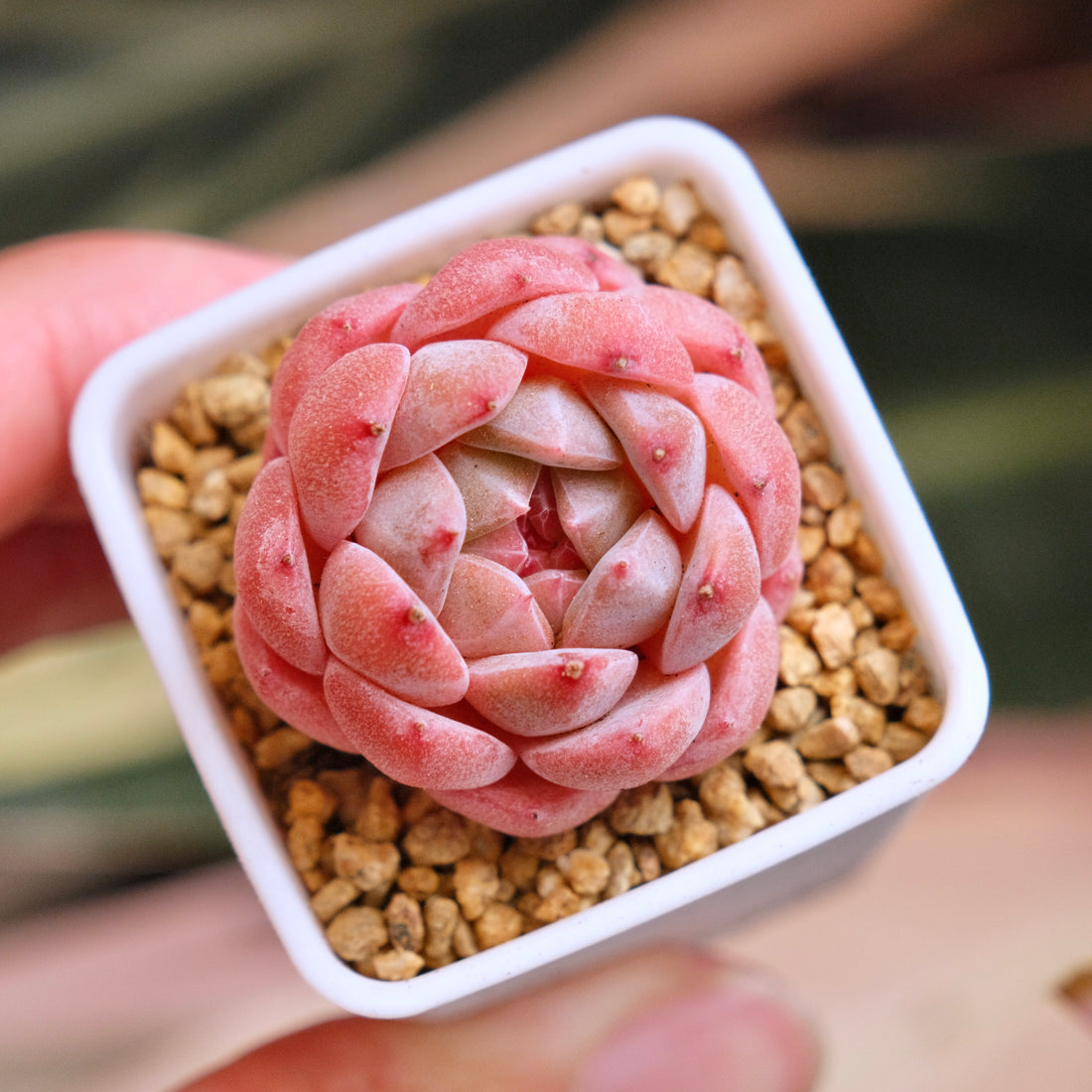 Echeveria hyalina hybrid Korean Succulent Plant *New*