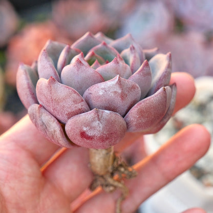 Echeveria Monet Korean Succulent Plant