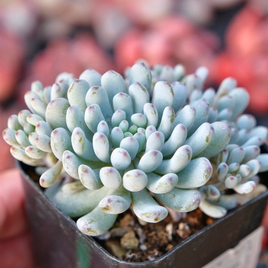 Graptopetalum Blue Beans Succulent Plant