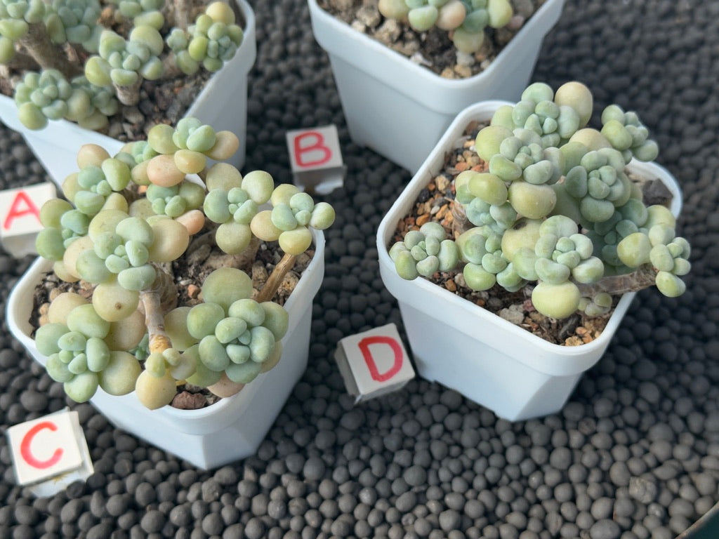 Graptosedum Rococo Imported Succulent Plant