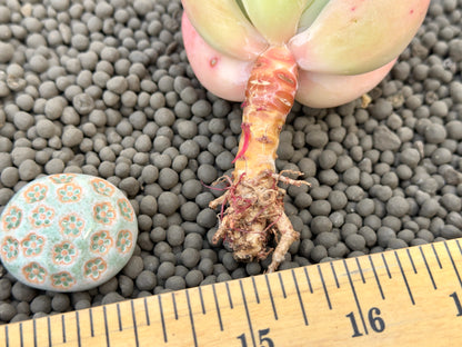 Pachyveria Sellena Korean Succulent Plant