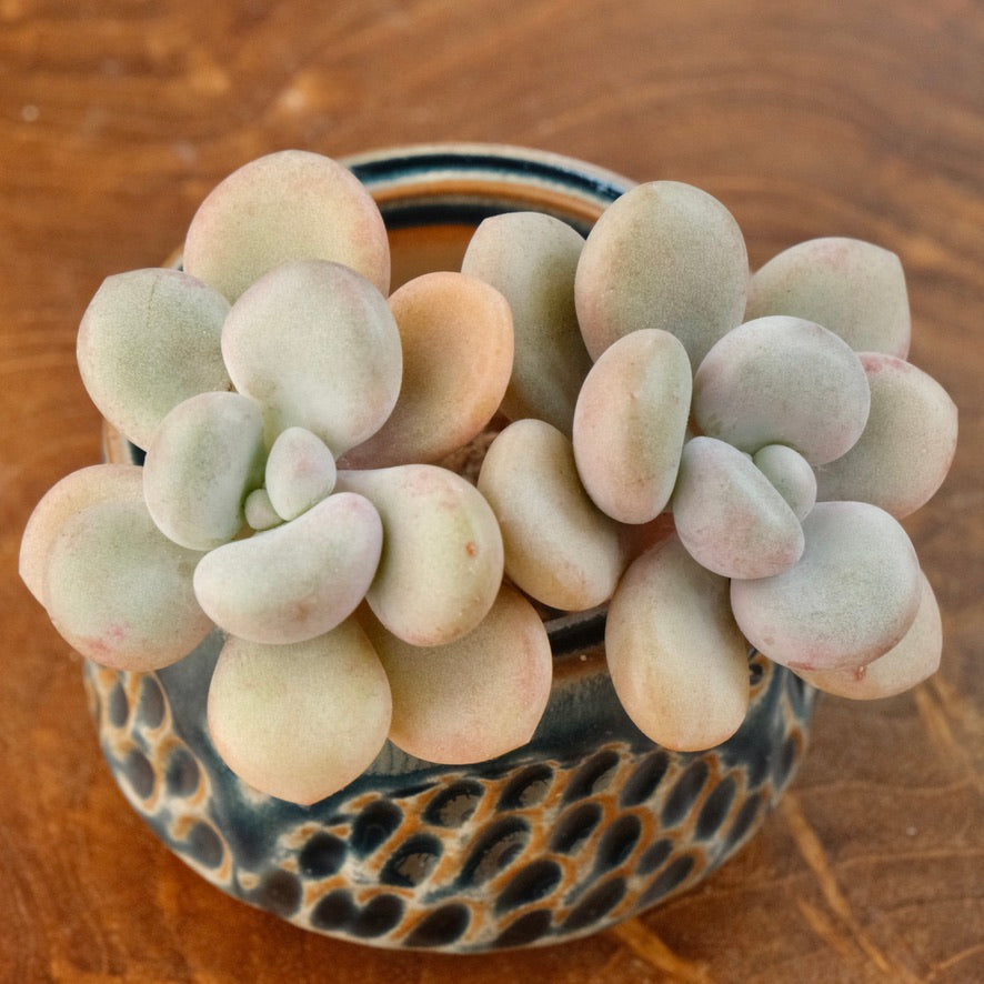 Graptoveria White Americano Korean Succulent Plant