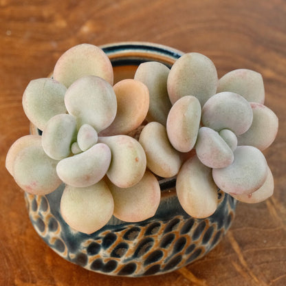 Graptoveria White Americano Korean Succulent Plant