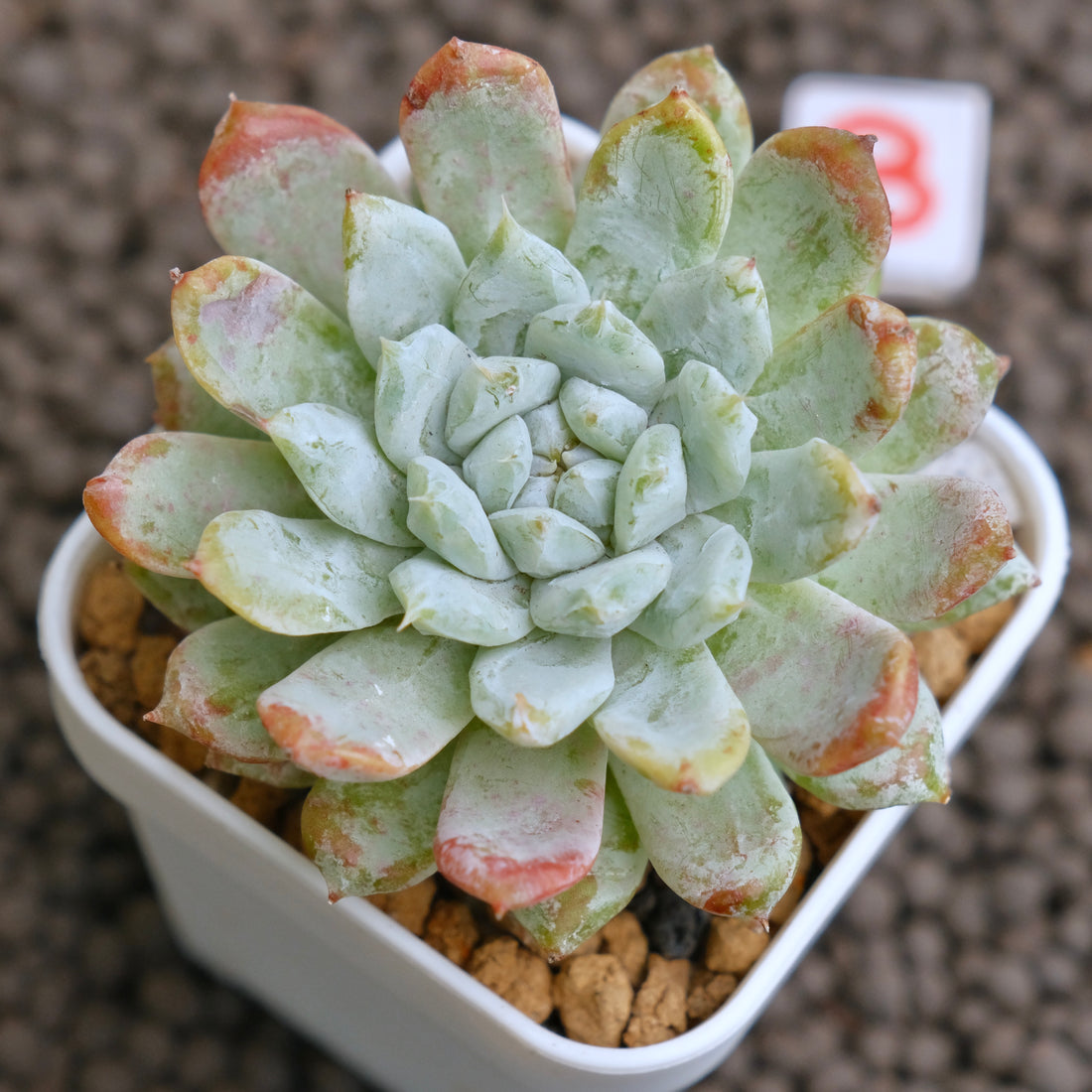 Echeveria Snow Peak Korean Succulent Plant - B