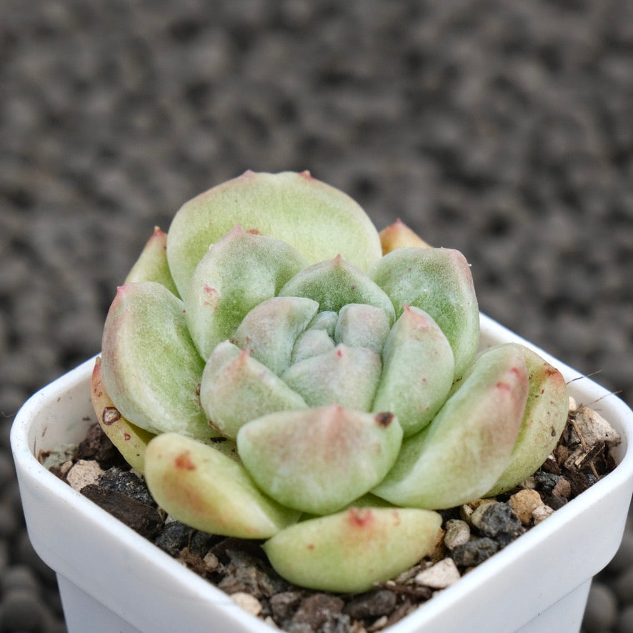 Monstrose Echeveria Gremlin Korean Succulent Plant