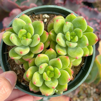 Sedum Peridot Succulent Plant