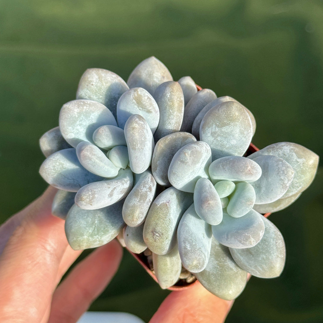 Pachyveria Moon Sherbet Korean Succulent Plant Air Magic hybrid