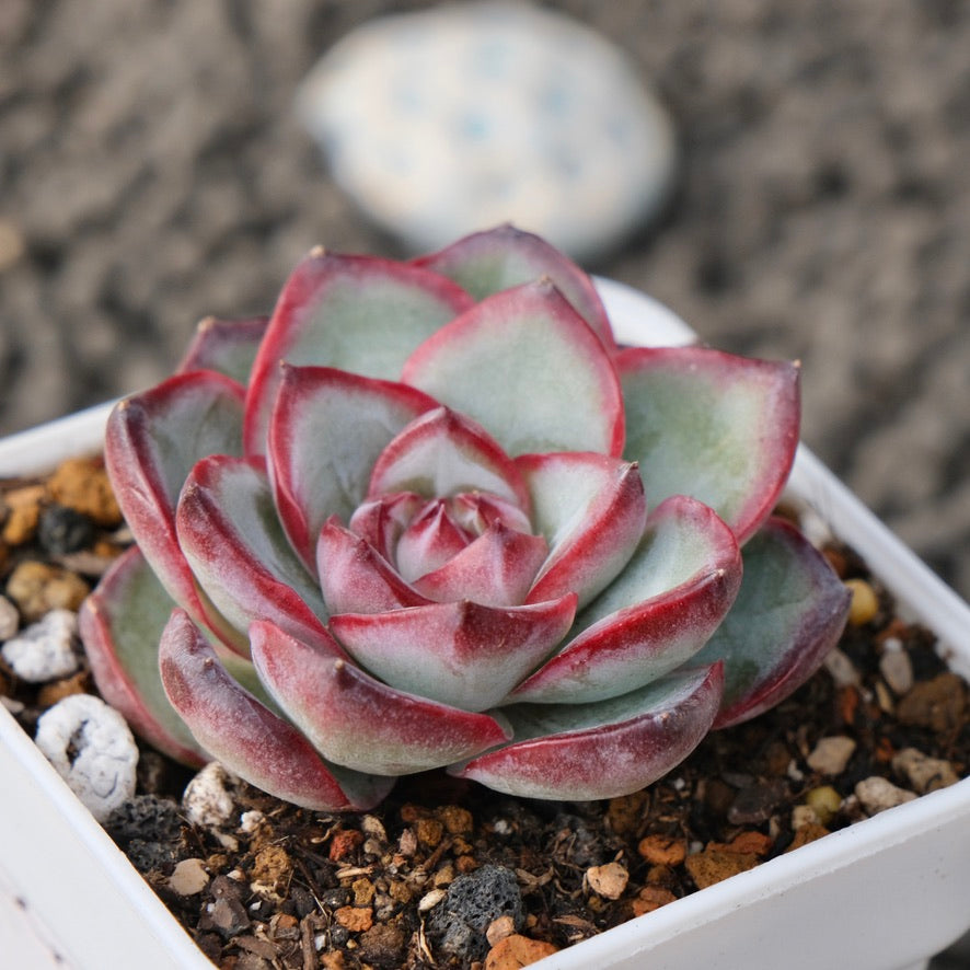 Echeveria Chubby Bunny Korean Succulent Plant